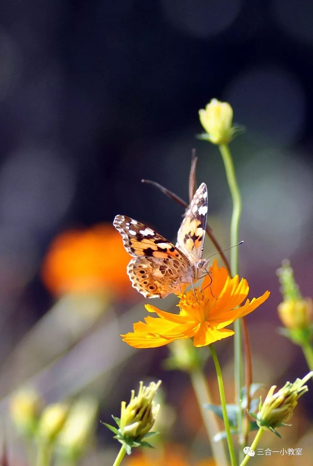 影像快递093美丽精灵