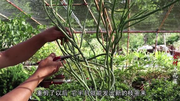 家中养的珊瑚棒花匠教你修剪技巧郁郁葱葱长爆盆