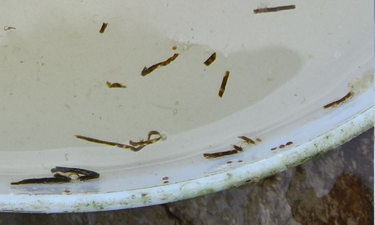 对虾"白便"高发,养户如何有效防控?