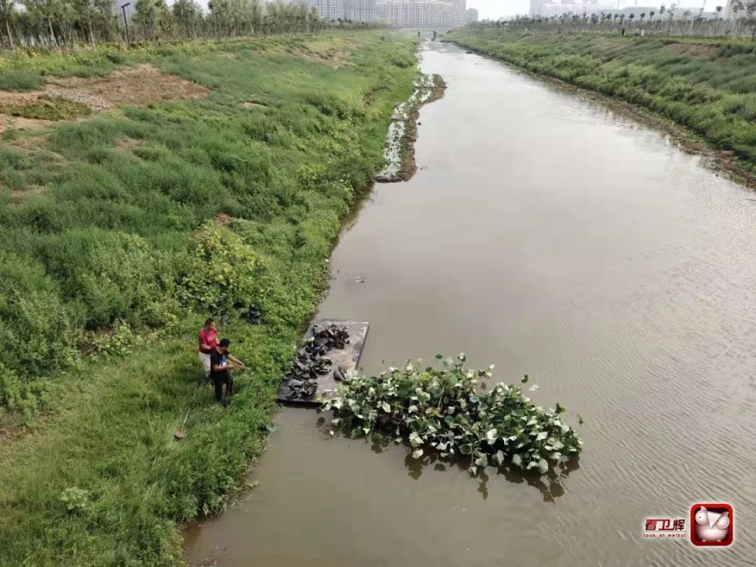 孟姜女河大禹湖区域河两岸,全部种上了荷花!风吹荷花香两岸成现实