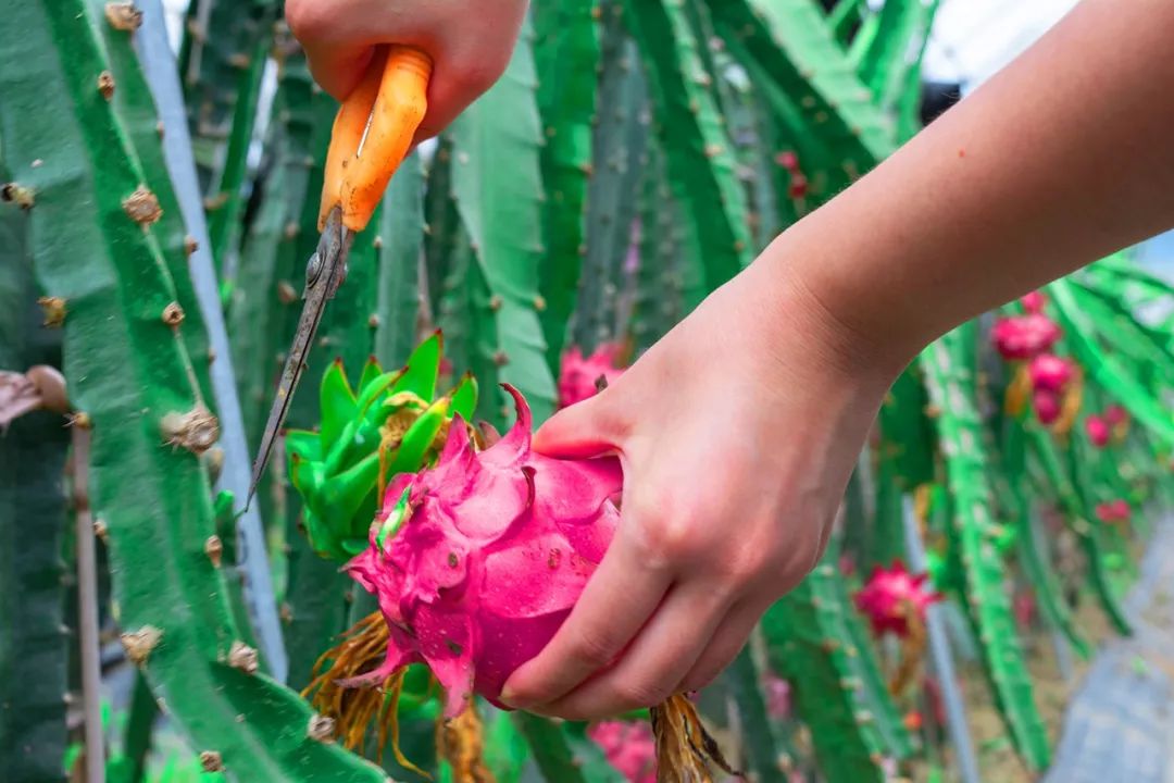 美味小龙虾,啤酒之夜,火龙果采摘,5折优惠….什邡这个地方,等你来躁!