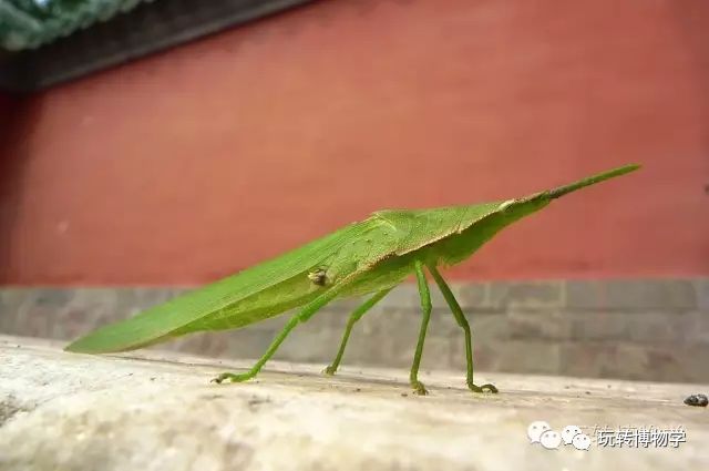 婪步甲蠼螋(火鉗子)蟋蟀(蛐蛐)蚰蜒(錢串子)另外,還有生活在這裡的