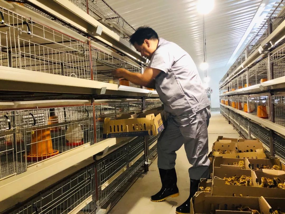 热烈祝贺河南灵宝温氏种鸡场成功引种!