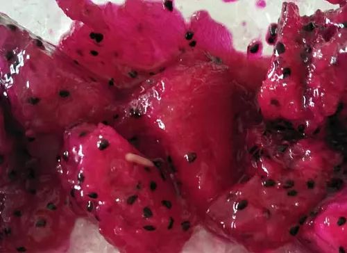 洛南一市民超市买火龙果里面跑蛆;商南县人大常委会副主任朱书梅辞职