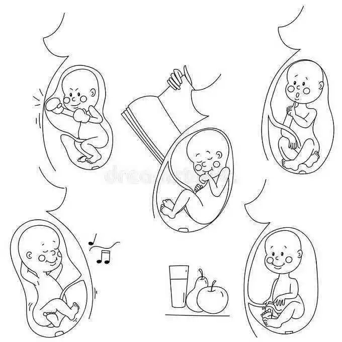 婴儿胚胎简笔画图片