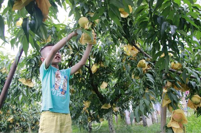 谁采的桃子最大,还有5斤黄桃奖励哦!
