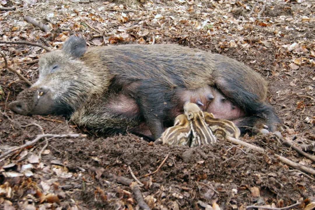 保持警惕荷兰自然保护区野猪死亡数字超常并非非洲猪瘟