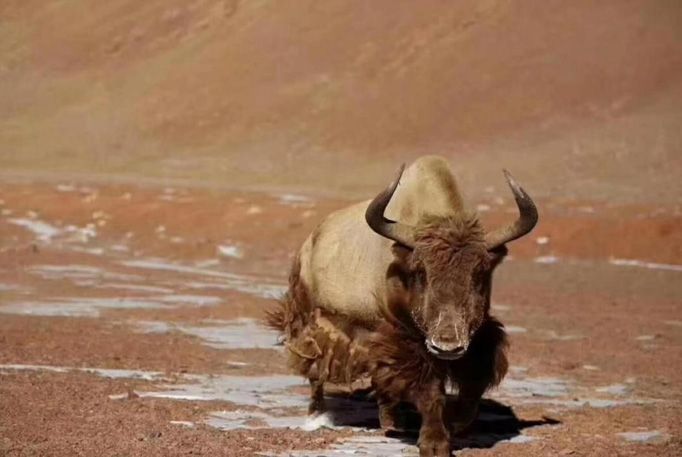 金色野牦牛,也称"金丝野牦牛",中国独有,因毛色呈金黄色而得名,主要