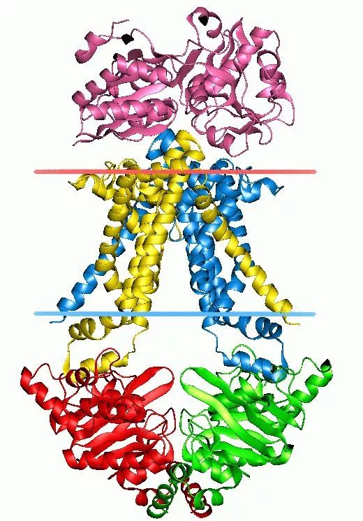 nature揭示导致耐药的abc转运体的结构揭示细胞耐药性机制