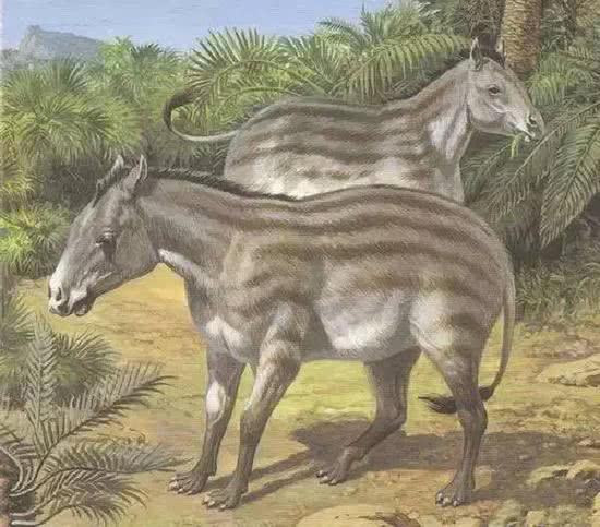 羊:羊的祖先被认为来源于距今4000--3500万年前的中国,和狼相似,名为
