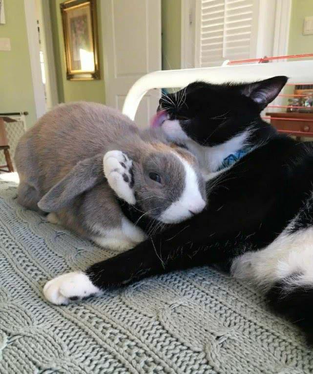 兔子被猫咪一把抱住,吓得当场呆住,可爱模样笑喷主人