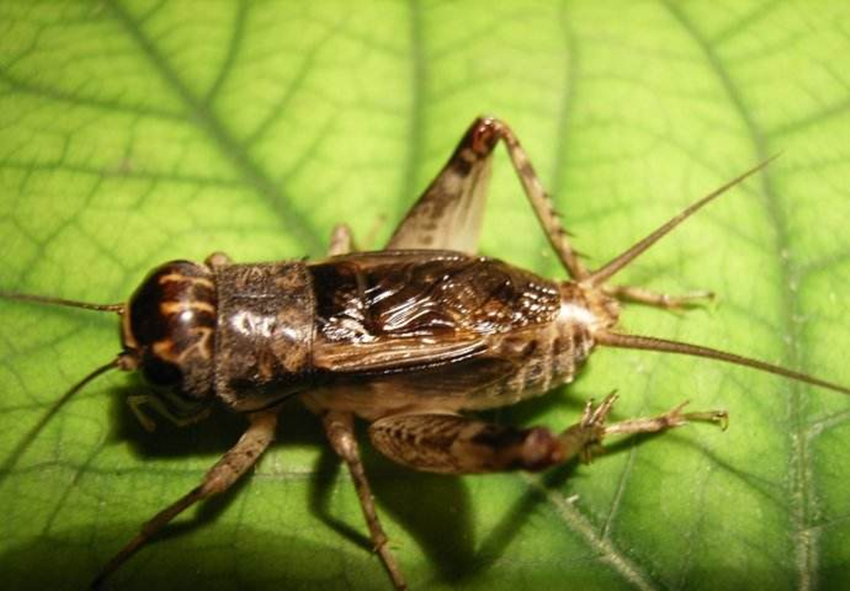 夏季下山东来了蛐蛐经济拉动村子收入平均能赚两三万