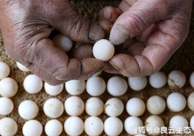 (1)防震甲鱼卵不具有将胚胎固定在鸡,鹅卵等特定位置的蛋白带,在受到