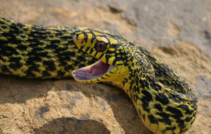 这种蛇无毒,常常碾压众多剧毒蛇,却因体大肉多被搬上了餐桌!_菜花