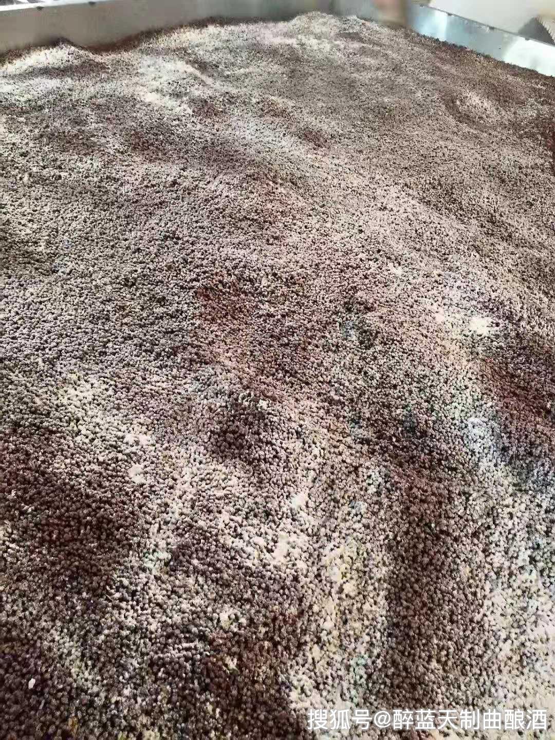 酿酒培菌的重要性与过程