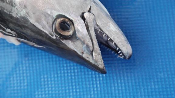 你吃的金枪鱼刺身竟然是这样来的菲律宾犬齿金枪鱼大揭秘