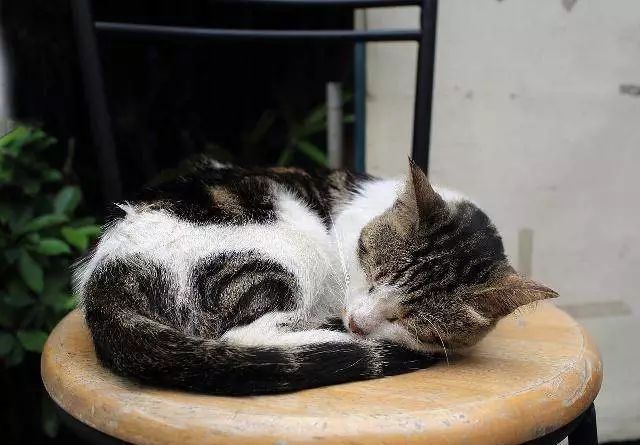 家有萌宠你能get到猫主子睡觉的精髓吗看看这撩人的睡姿