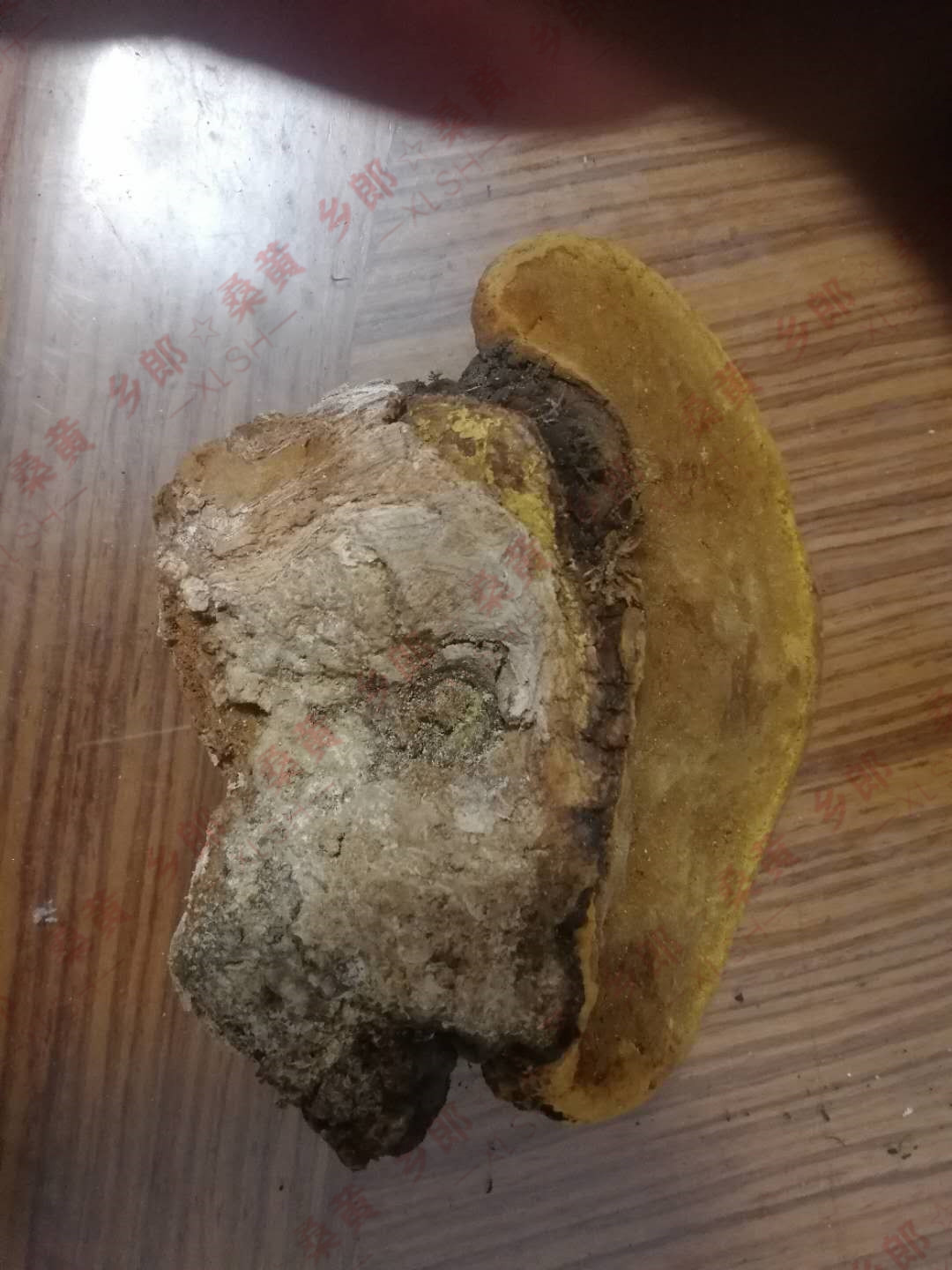 乡郎桑黄野生桑树桑黄让生命有了新的定义之答记者问