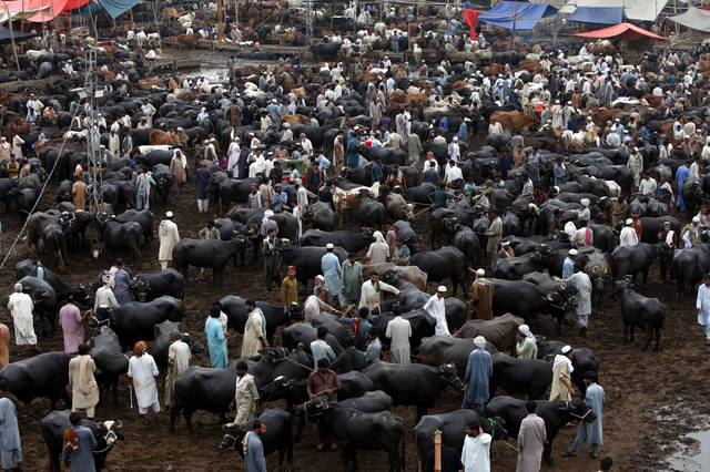 巴基斯坦宰牲节图片