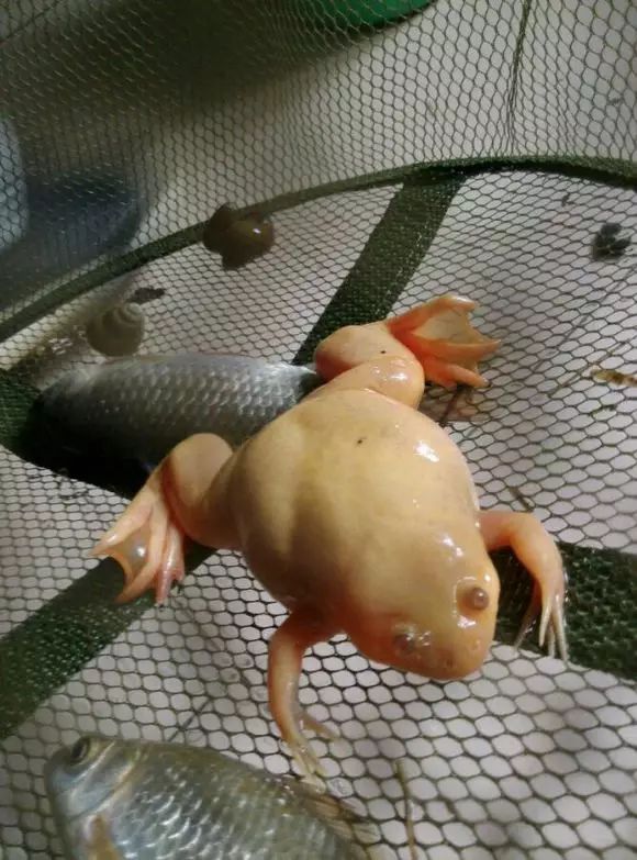 带女友钓上一只金蛤蟆可以忽略渔获