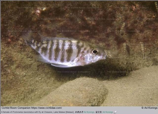 clima greshakei'makokola reef'隆巴多斑马/斑马雀(mbj)metriaclima