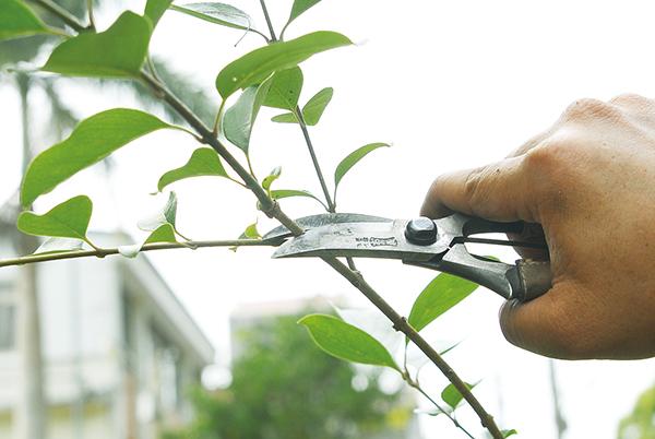 【植悟】人的一生也需要经常"剪枝"