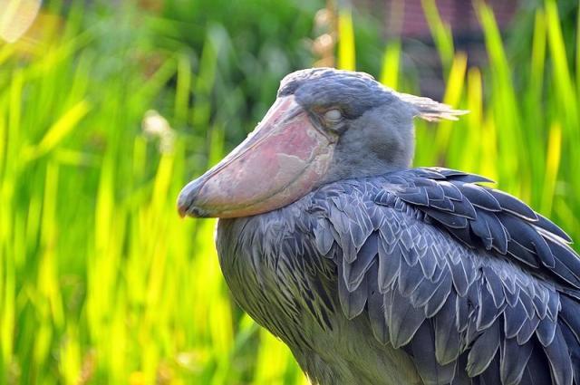 当猎物一出现以后,它就会以迅雷不及掩耳之势快速用大嘴把猎物捞起,有