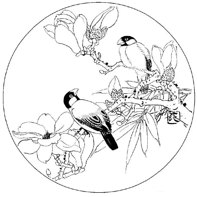 白描写生画谱白描玉兰