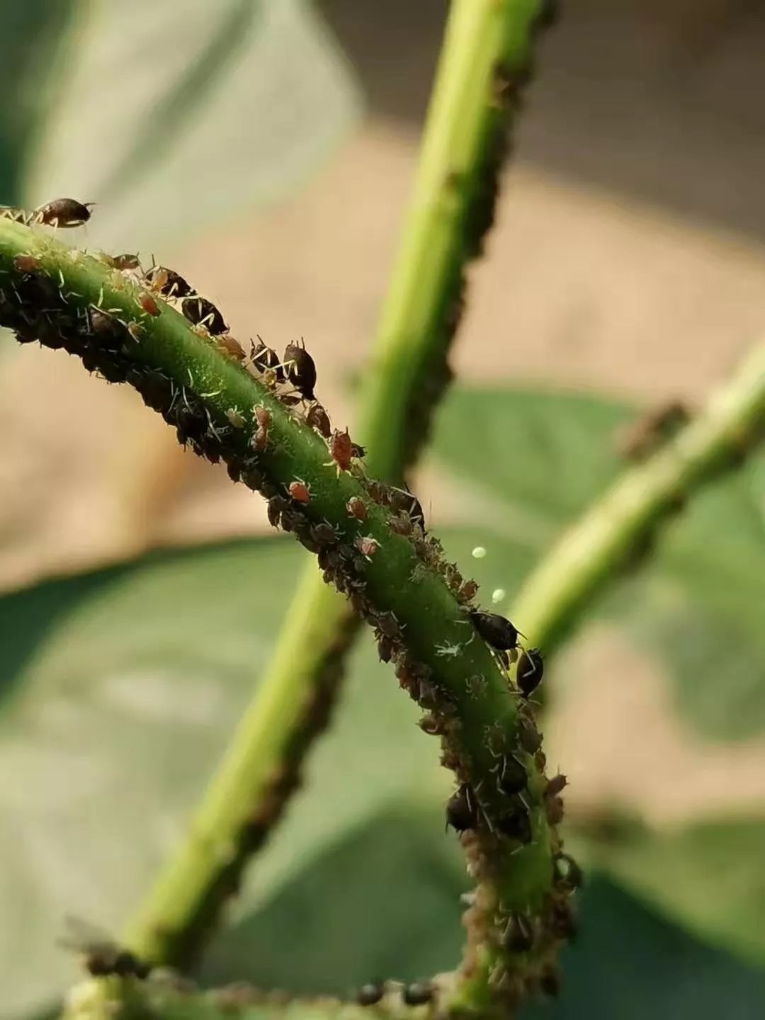 害虫抗药性增强,主要有3大原因
