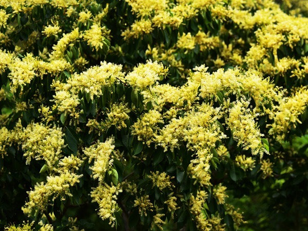 三亚亚龙湾热带天堂山花烂漫榄仁花盛开花香四溢