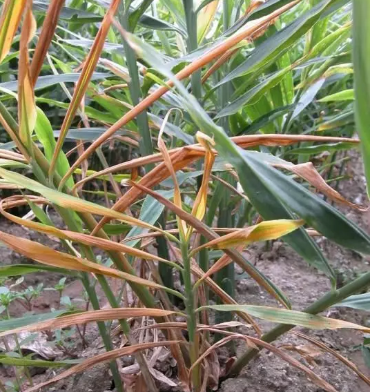 大姜小黄姜黄叶枯叶是什么原因怎么防治