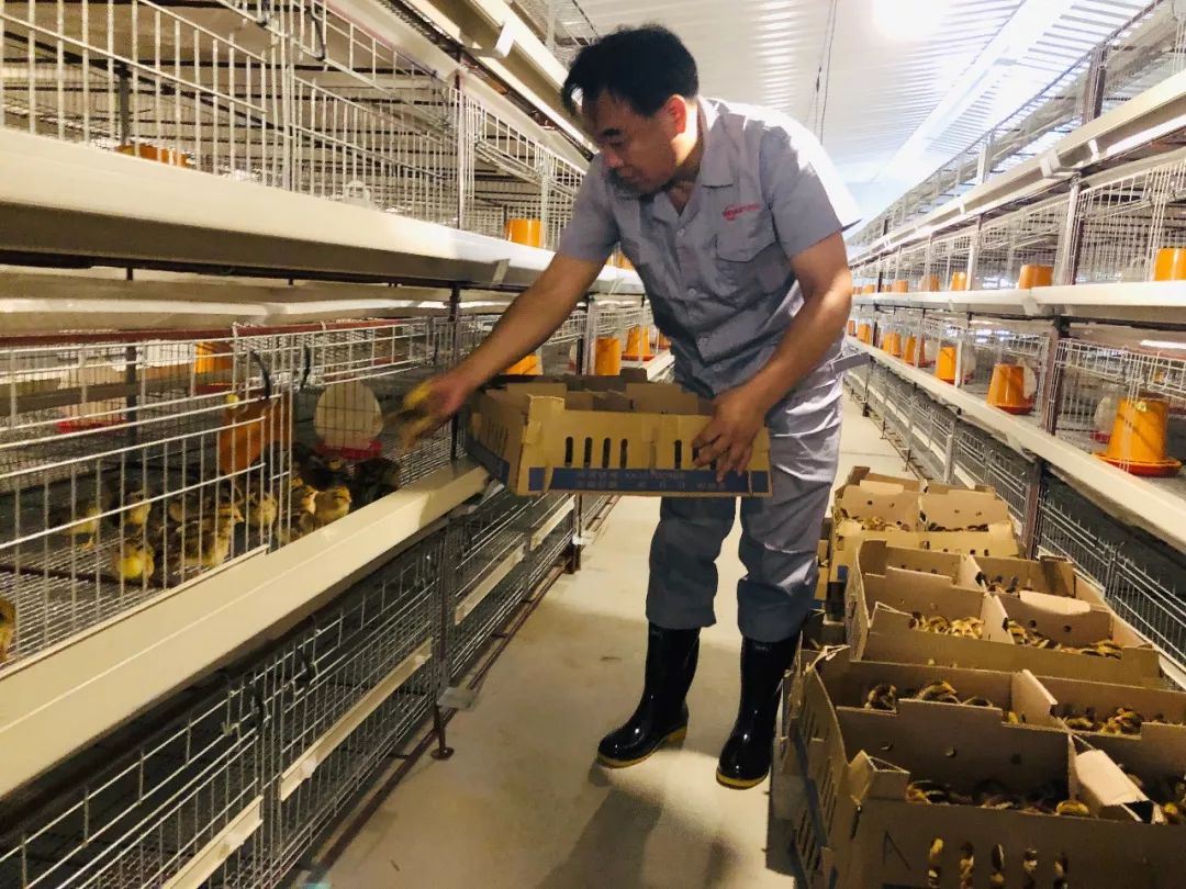 热烈祝贺河南灵宝温氏种鸡场成功引种!