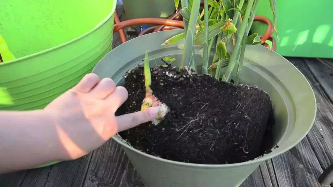 什么样的土适合种植生姜 什么样的土适合种植生姜种子