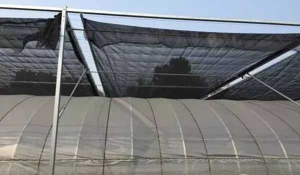 【技术】大棚种植如何更换棚膜?旧棚膜还有什么用途?