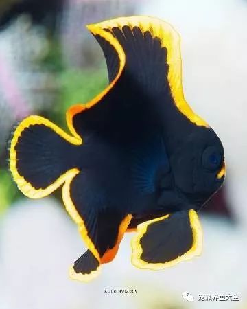 每日一鱼圆翅燕鱼红边蝙蝠像火焰一般瑰丽