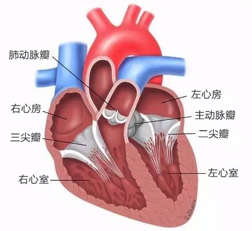 蓝帆医疗收购瑞士心脏瓣膜企业nvt进场结构性心脏病疗法领域