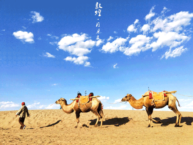 那气势磅礴的骆驼队,令人终身难忘在沙漠上骑着骆驼的颠簸感比如去