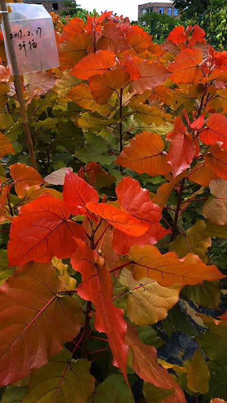 美哉醉美变色树彩红杨