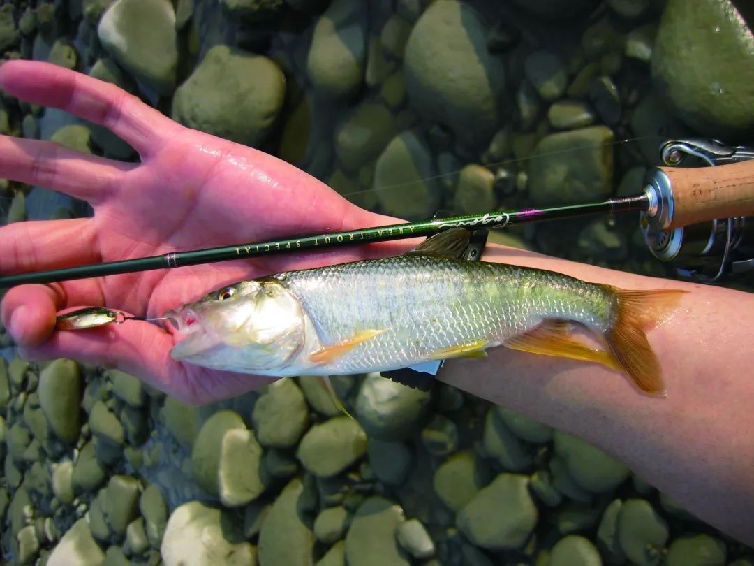 溪流中常见的路亚对象鱼粗首鱲今天来换个钓法下