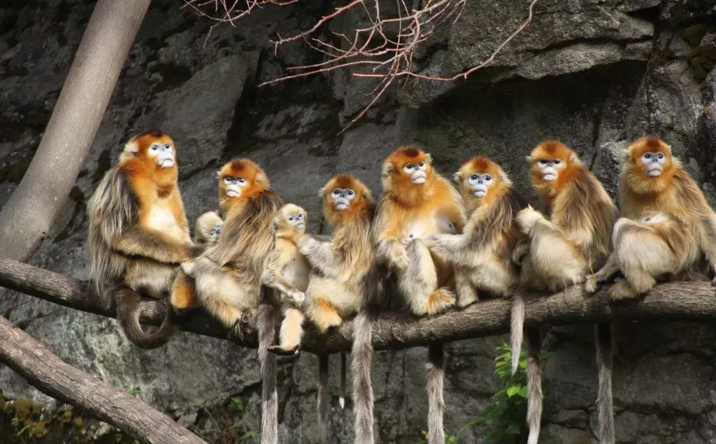 世界上最不怕冷的猴子你知道是谁吗你一定见过的哦