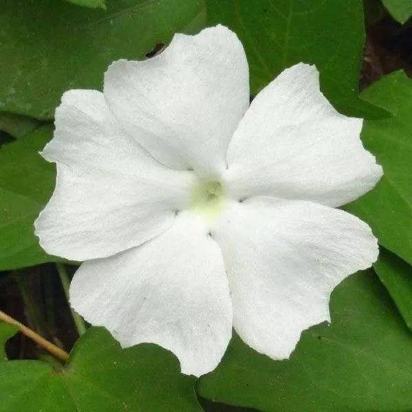 观赏点:阴生园牵牛属植物.直立灌木,高达2米,茎4棱形,多分枝.