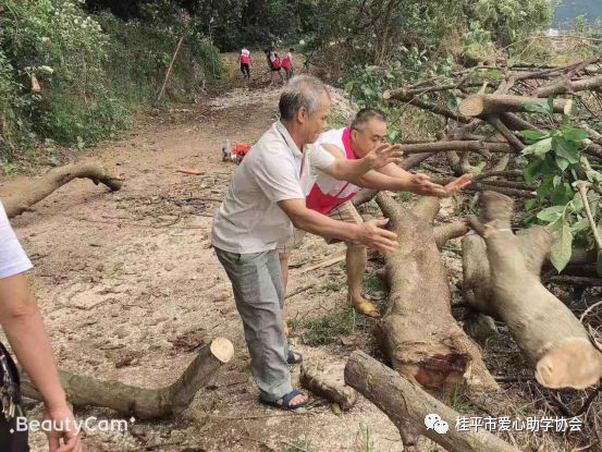 咋回事桂平三角咀这棵大树被砍了众人却拍手点赞