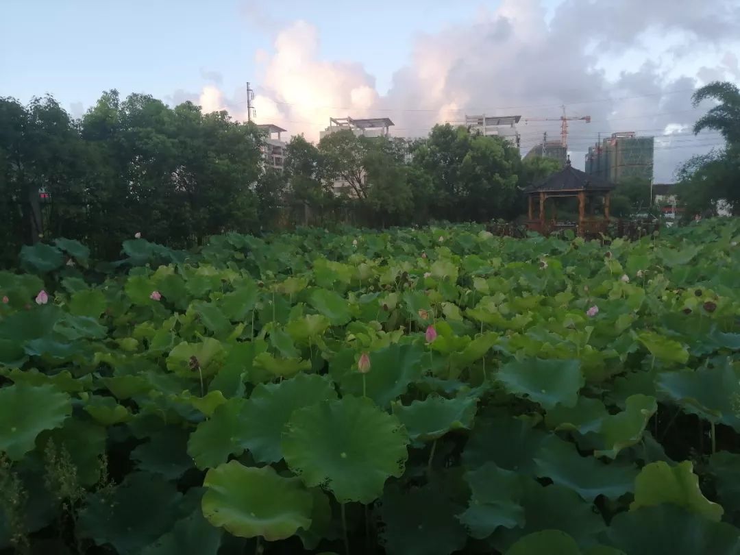 视频:钱库二中荷花盛开 醉美游人