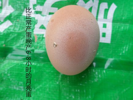 无黄蛋太阳蛋等异常蛋形成的原因