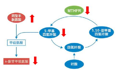 氢叶酸水平减少,继而引发高hcy(同型半胱氨酸,低s-腺苷甲硫氨酸血症