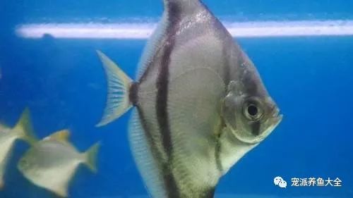 每日一鱼蝙蝠鲳犹如一只银灰色的蝙蝠