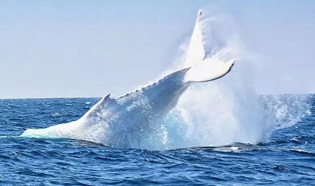纯白色座头鲸,出现几率仅万分之一,它可能是体型最大的白化动物