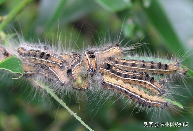 榕透翅毒蛾(南方多發)毒蛾科的這類帶毒毛毛蟲在我國大江南北都有分佈