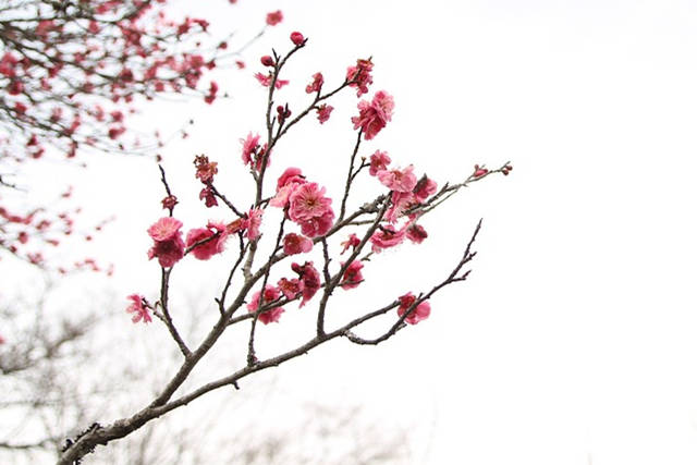 盘点中式庭院十大吉祥花木_中国