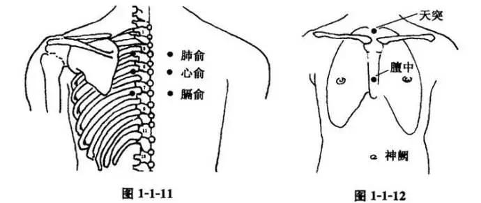 咳嗽拔罐拔哪个位置图片